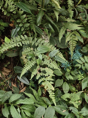 Diplazium squamigerum observed 2024-08-12