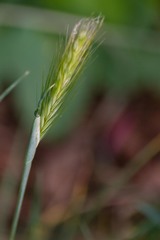 Hordeum pusillum