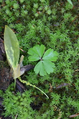 Anemonoides quinquefolia