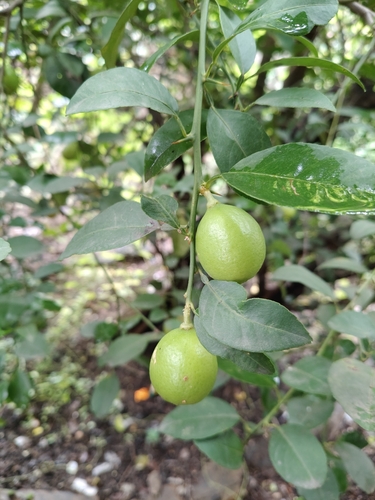 Citrus medica observed 2026-09-06