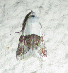 Eublemma bipartita
