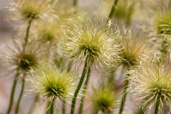 Pulsatilla vulgaris