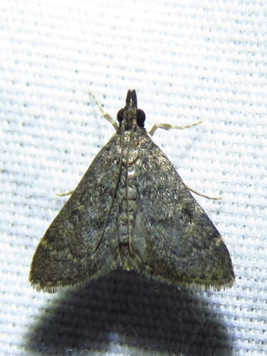 Steniodes declivalis photo 5
