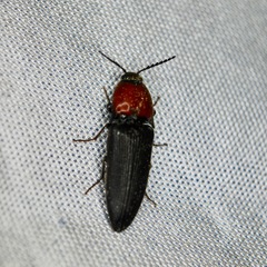 Ampedus rubricollis