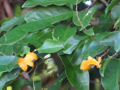 Xanthophyllum octandrum