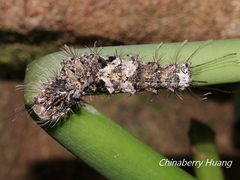 Lymantria mathura subpallida