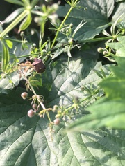 Dyroderes umbraculatus