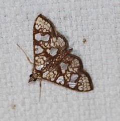 Glyphodes canthusalis