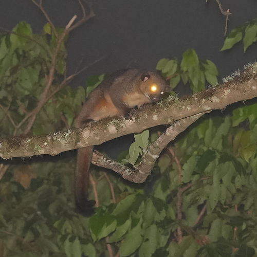 Kinkajou, photo 4 of 9