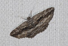 Scioglyptis chionomera