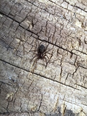Liocranum rupicola