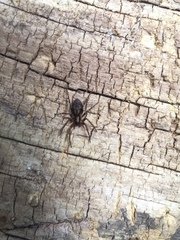 Liocranum rupicola