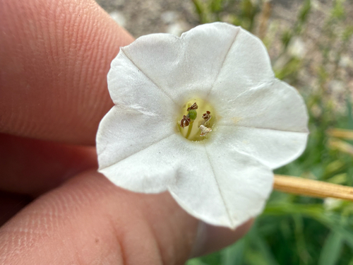 Nicotiana attenuata, photograph 3