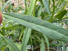 Nicotiana attenuata, photograph (c) Zach Earl, some rights reserved (CC BY)