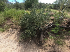 (c) Bruce Hartman, some rights reserved (CC BY) Cylindropuntia arbuscula, photograph (c) Bruce Hartman, some rights reserved (CC BY)
