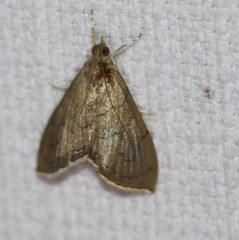 Hyalobathra