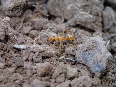 Notoncus spinisquamis