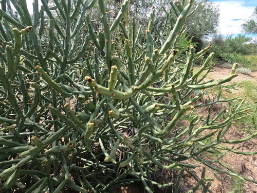 Cylindropuntia arbuscula, photograph 3