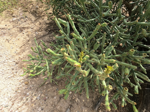 Cylindropuntia arbuscula, photograph 2