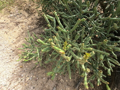 (c) Bruce Hartman, some rights reserved (CC BY) Cylindropuntia arbuscula, photograph (c) Bruce Hartman, some rights reserved (CC BY)