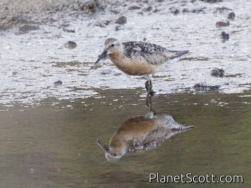 iNaturalist image