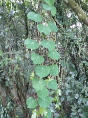 Stephania cephalantha