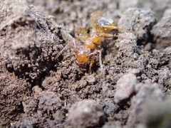 Notoncus spinisquamis