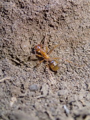 Notoncus spinisquamis