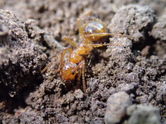 Notoncus spinisquamis