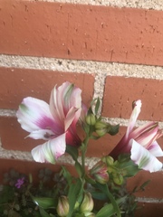 Alstroemeriaceae