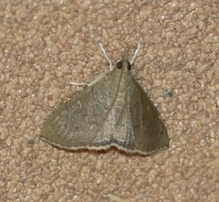 Hyalobathra