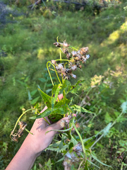 Senecio triangularis, photograph (c) Allison Gray, some rights reserved (CC BY)
