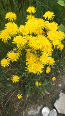 Crepis biennis