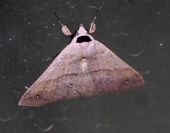 Ophyx eurrhoa