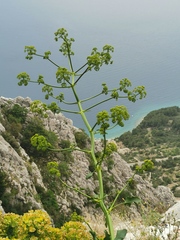 Opopanax chironium