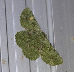 Aeolochroma viridicata