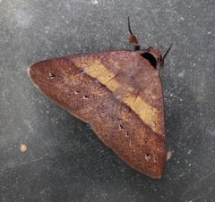Ophyx eurrhoa