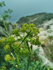 Opopanax chironium