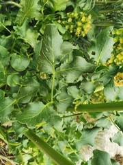 Opopanax chironium