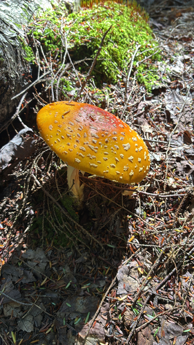 American Yellow Fly Agaric