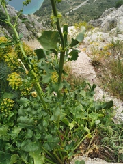 Opopanax chironium