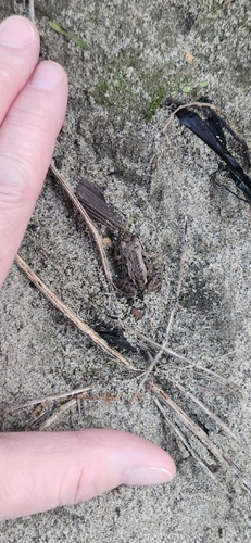 Wood Frog