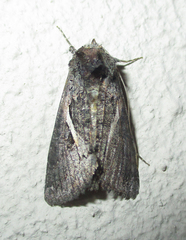 Vittaplusia vittata