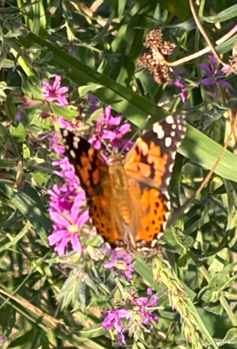 Painted Lady