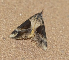 Dichromia quinqualis