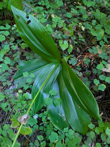 Clintonia andrewsiana, photograph 3