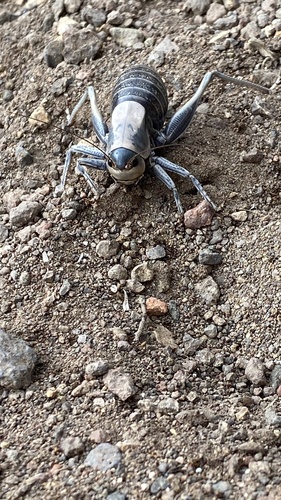 Mormon Cricket