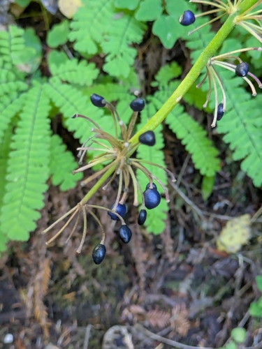 Clintonia andrewsiana, photograph 4