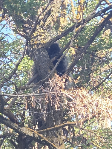 North American Porcupine