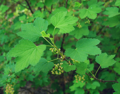 Ribes spicatum hispidulum